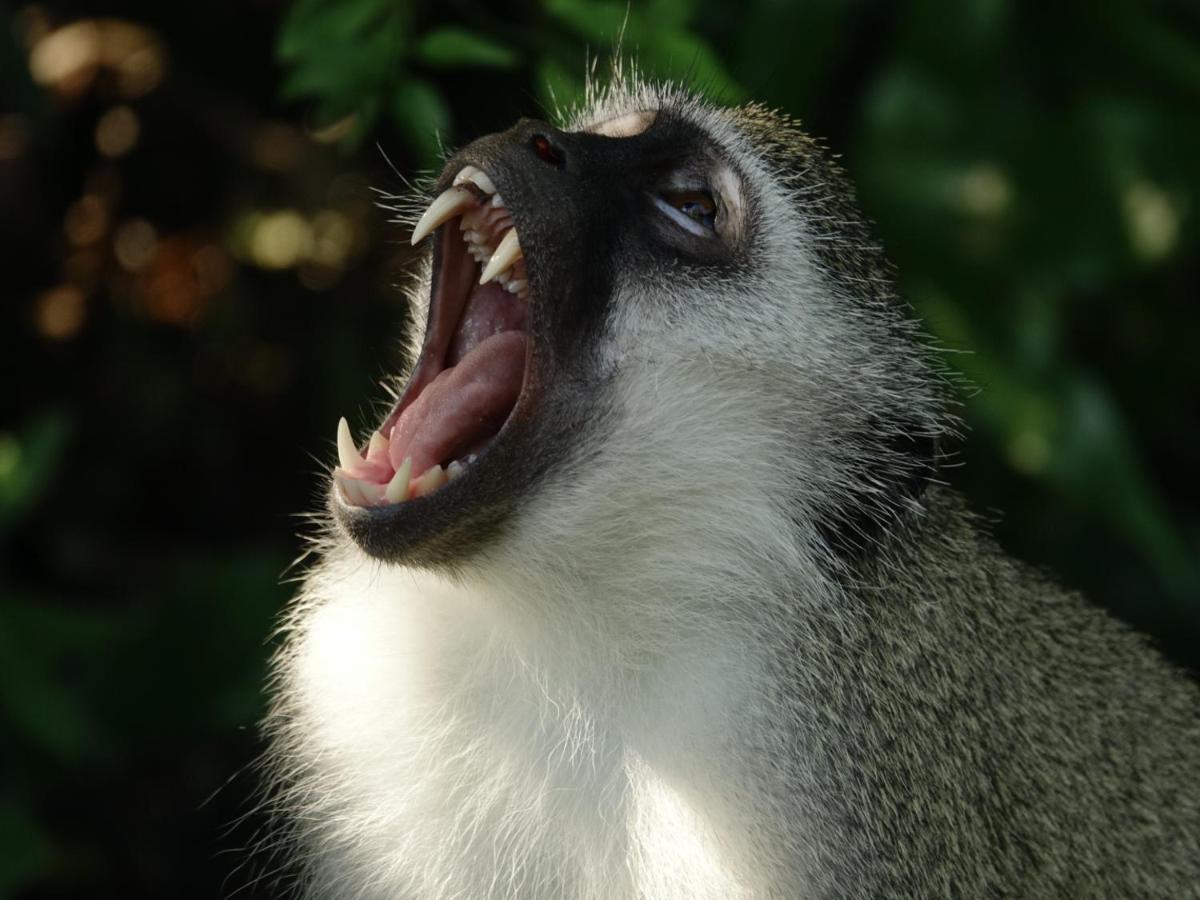 South Seas Safari @ The Bridge Apartments Saint Lucia Estuary 외부 사진